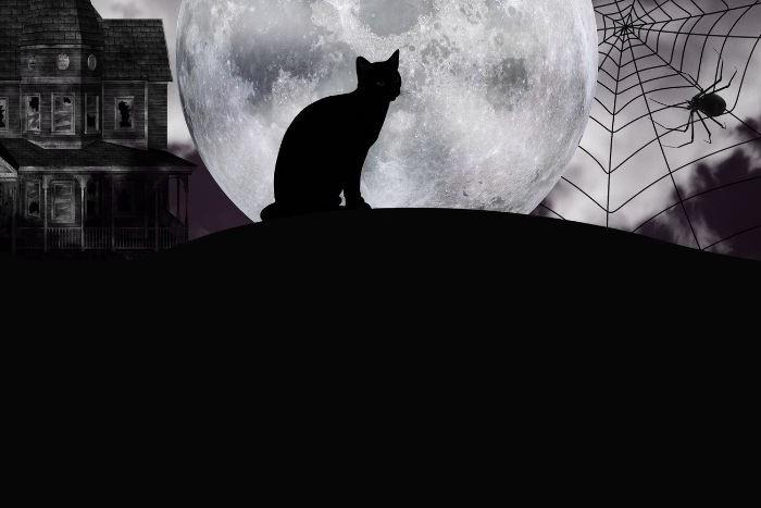 CAT AND MOON